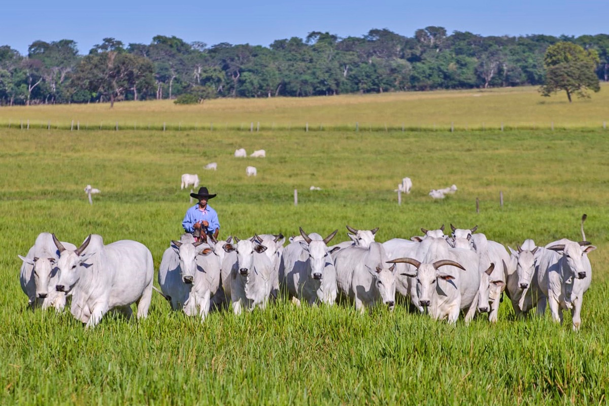 Programação da Fazenda Modelo irá agregar conhecimento e mostrar excelentes ofertas